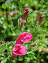 Pink Texas Skullcap, Cherry Skullcap, Scutellaria suffrutescens 'Texas Pink'